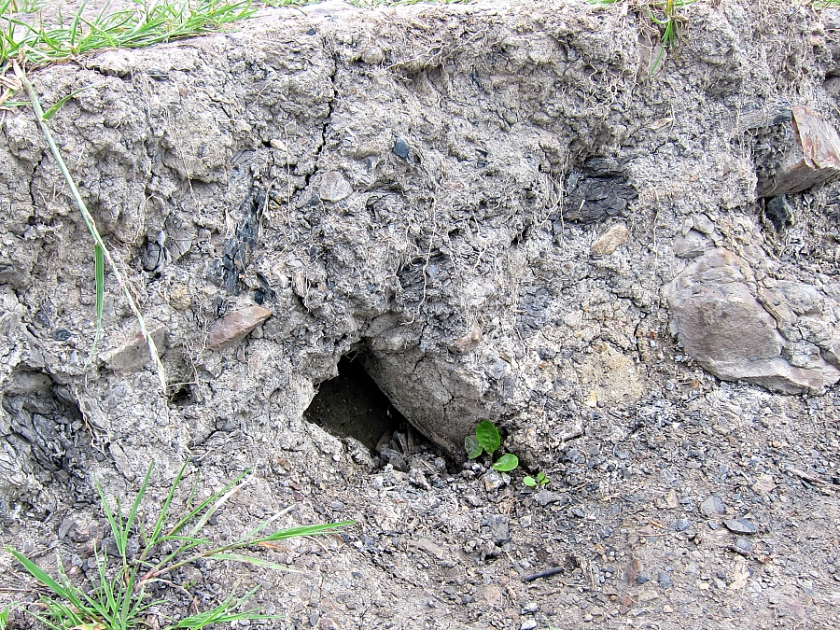 Hole in bank of pond