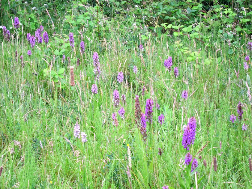patch of orchids