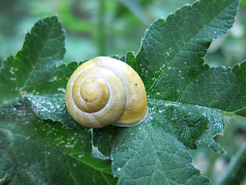 possibly a brown lipped snail