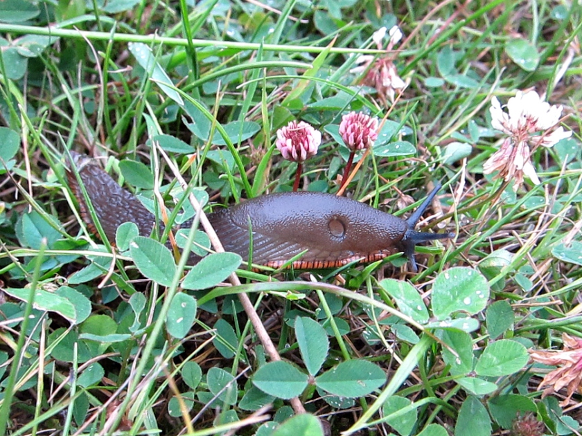 slug in clover