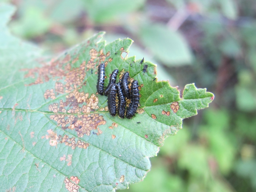 Alder flea beetle larvae