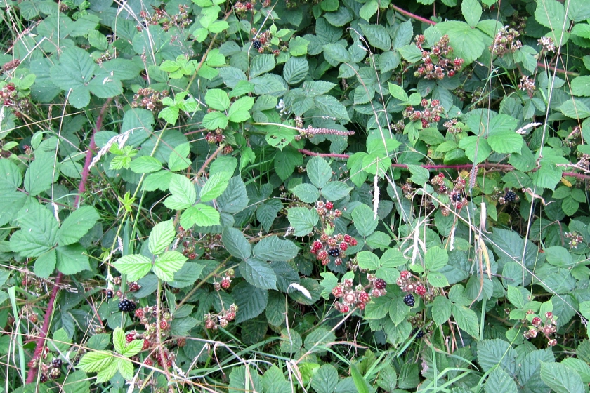 blackberries beginning to ripen