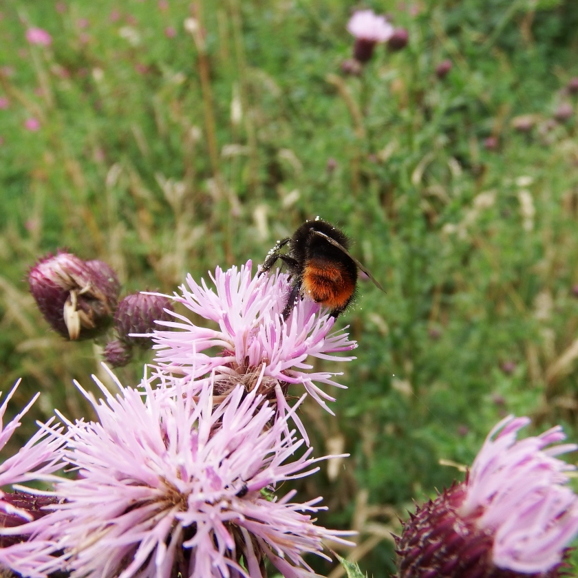 Female red-tailed bumblebee