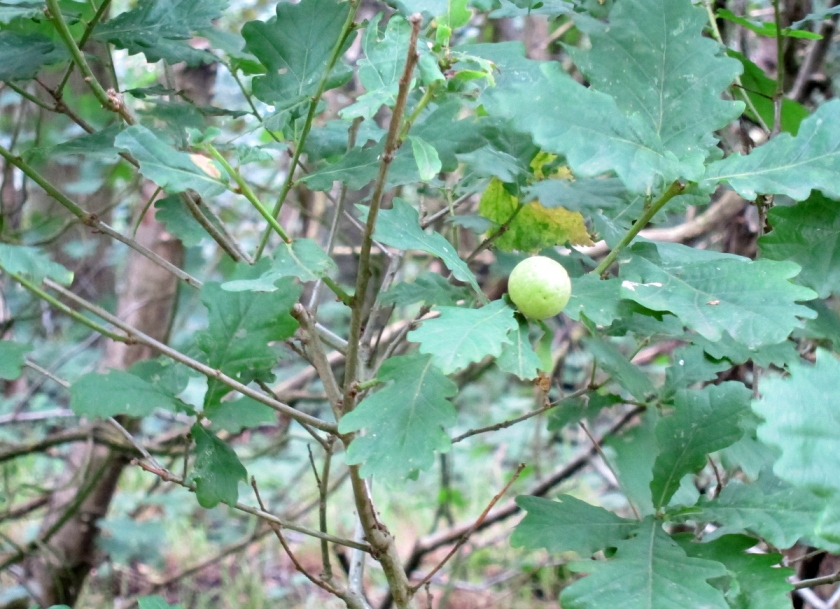 gall on a young oak