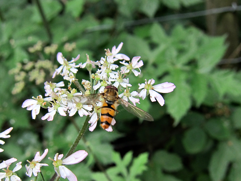 hoverfly of some kind