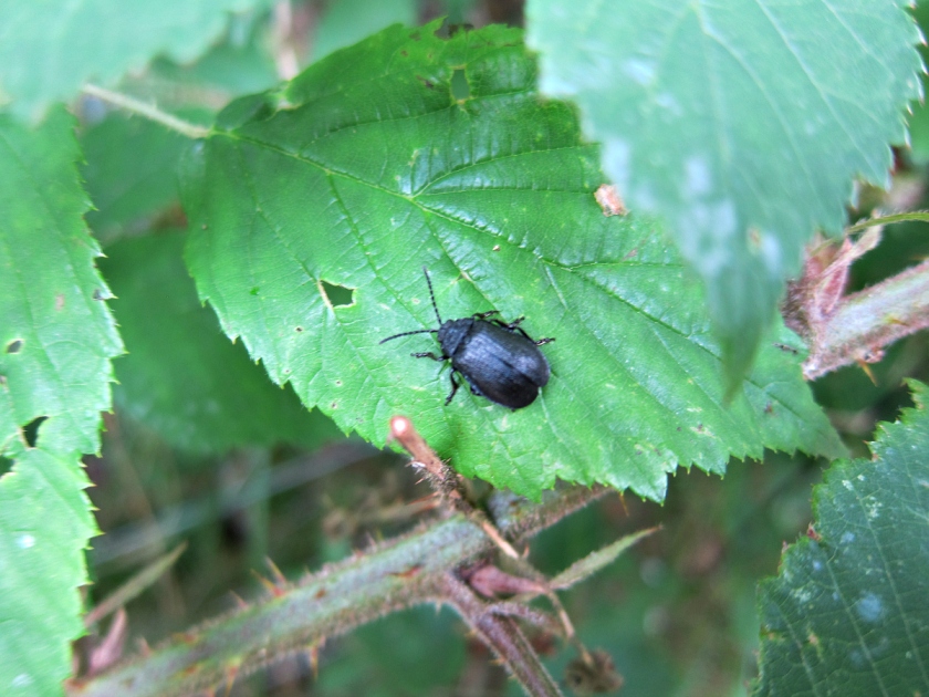 large black beetle Galeruca tanaceti