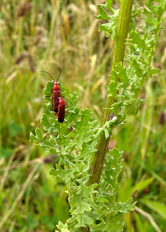 red soldier beetles mating