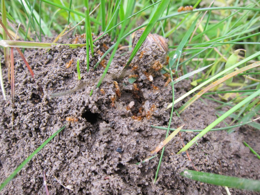 Yellow Meadow Ants 2