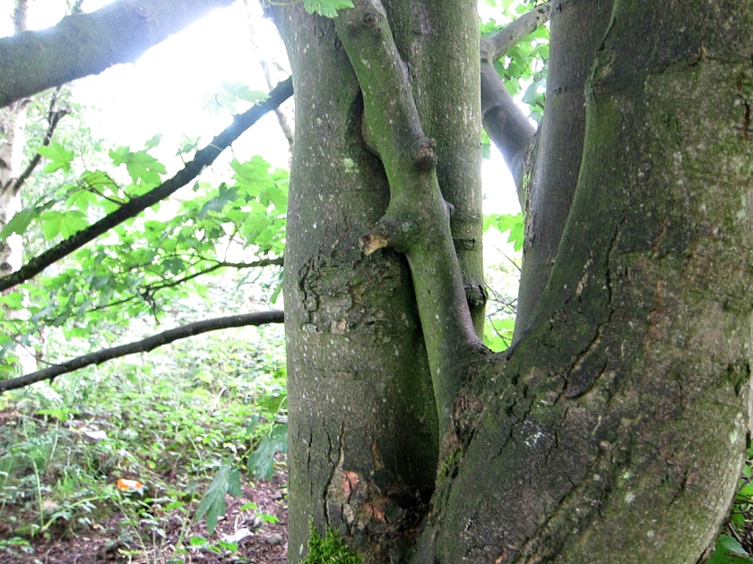 Intertwined trunk of sycamore