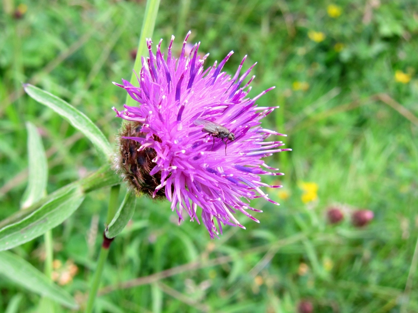 knapweed with photo bombing fly