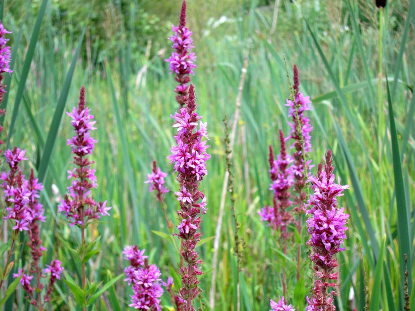 Loosestrife and bullrushes