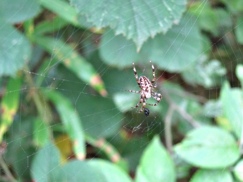 Garden spider 2