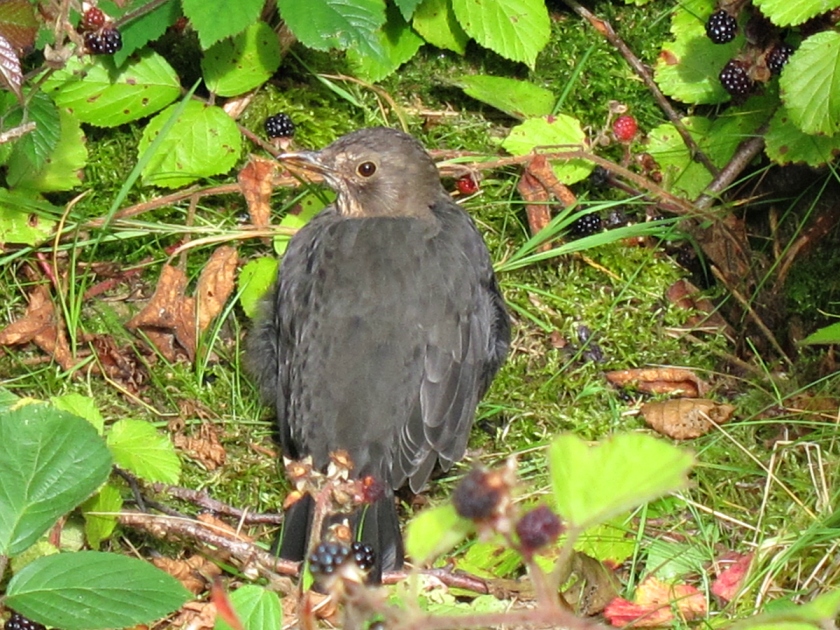 Newbie blackbird